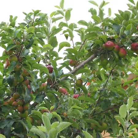 Olekate アパート レ・サ​​ーブル・ドロンヌ