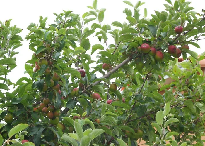 奥勒卡特公寓 公寓 莱萨布勒-多洛讷